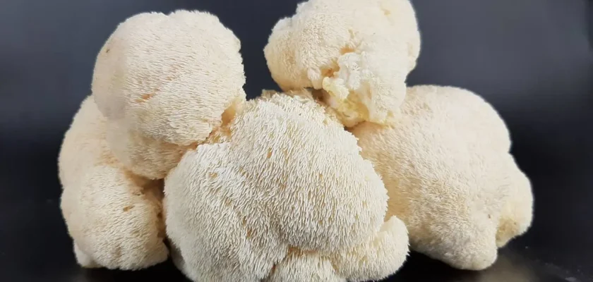 Lion's Mane Mushroom Benefits and Natural Remedy For Cognitive Decline